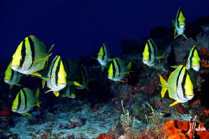 My favorite photogenic friends of Paso Cedral off the isl... by Steven Anderson 